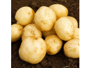 Harmony Seed Potatoes (Maincrop - 1 kg)